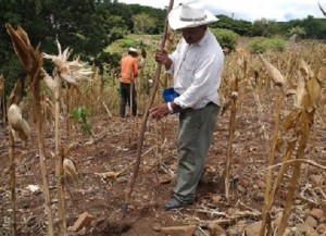 Al igual que el sur de Honduras, El Salvador sufre de sequía.