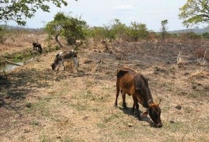 De prolongarse esta sequía los animales de corral pronto morirán se quejan los pobladores. 