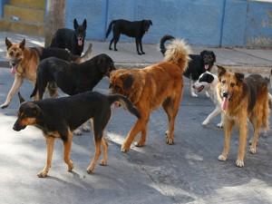 La nueva ley también habla de protección a los perros de la calle.