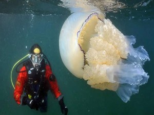 Las medusas alcanzan hasta los 49 metros de longitud.
