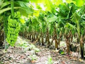 Plantacion Bananera
