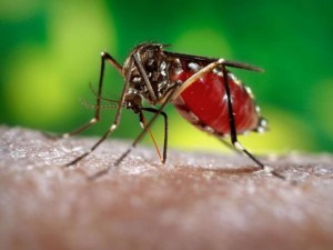 El virus del dengue y del zika se trasmite por las picaduras del zancudo 