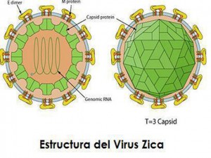 virus-zica