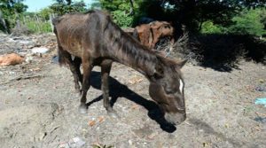 Este caballo fue recuperado por las autoridades salvadoreñas.