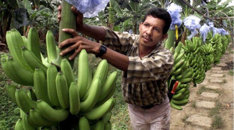 concesiones bananeras en Honduras