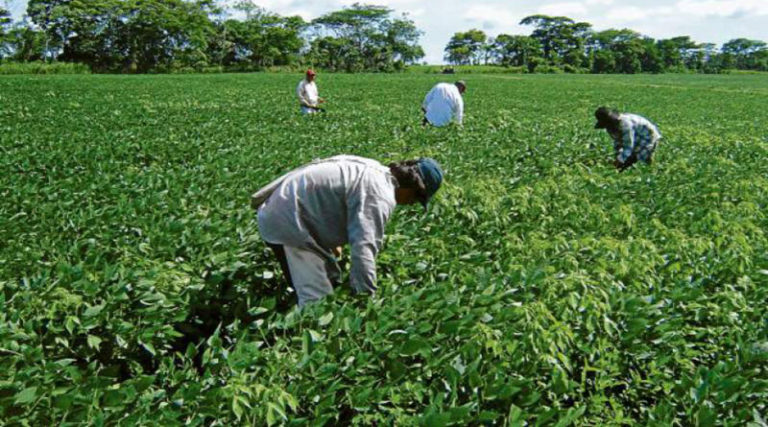 Se armó la “potra” en el agro hondureño