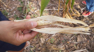 falsas soluciones a crisis climática