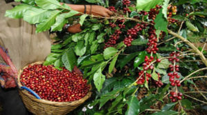 préstamo otorgado por Taiwán al Ihcafe