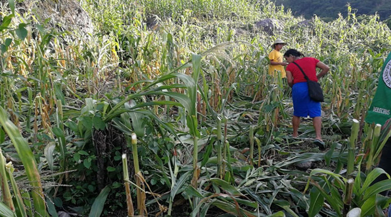 Destruyen 15 manzanas de milpa