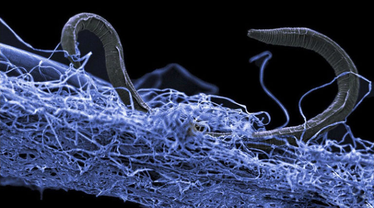 nuevo órgano sensorial