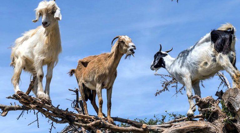 Cabras contra el cambio climático