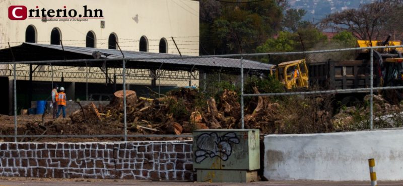 Alcalde capitalino aprovecha cuarentena para cortar árboles