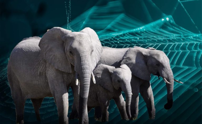 Elefantes sobre una telaraña