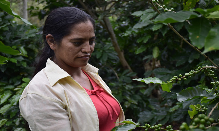 caficultura de Honduras 