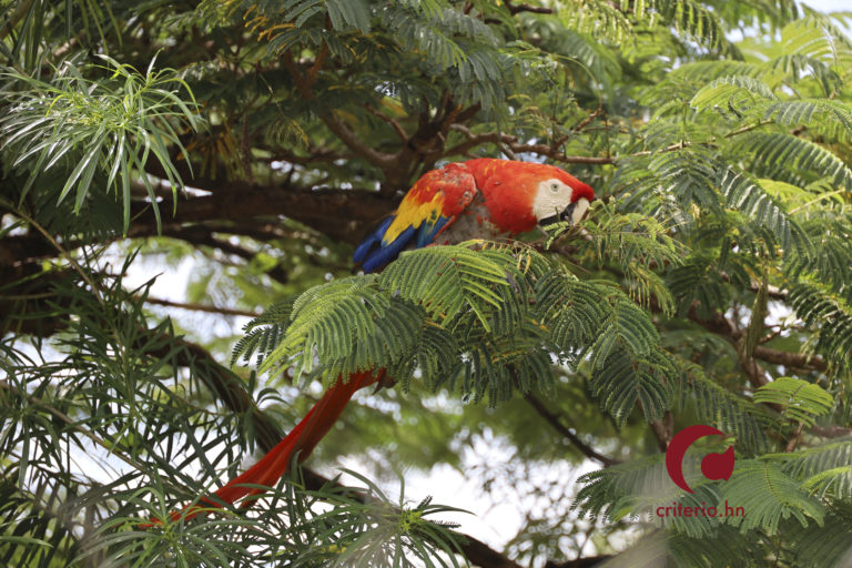Loros y guacamayas de Honduras
