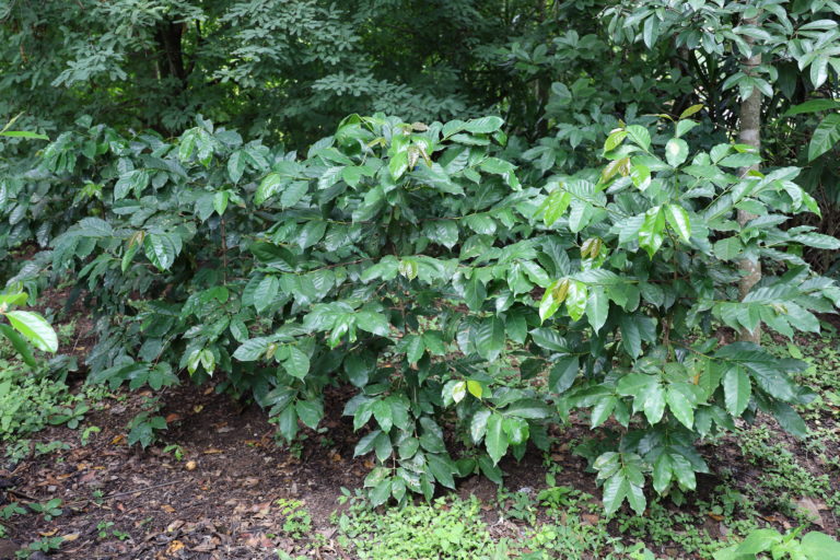 Cafetaleros perdieron más de 5 mil manzanas