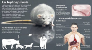 Leptospirosis en Honduras