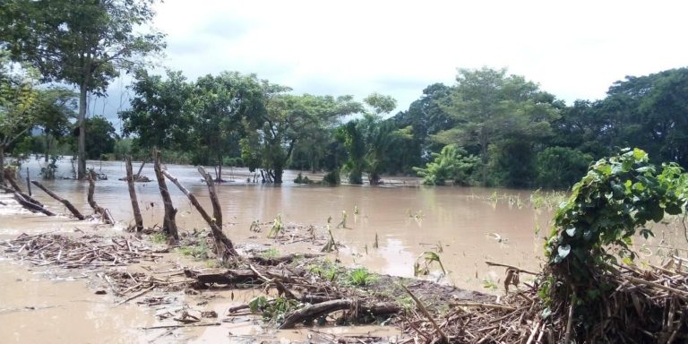 Campesinos reportan pérdidas