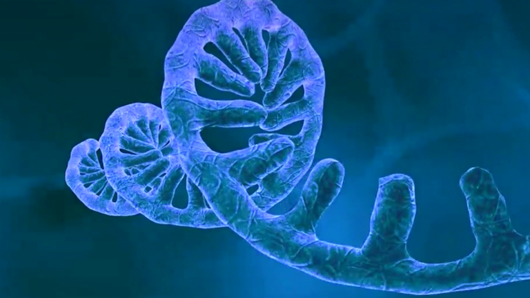 OMS declara emergencia sanitaria