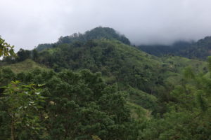 Amenazas contra bosques y sus guardianes