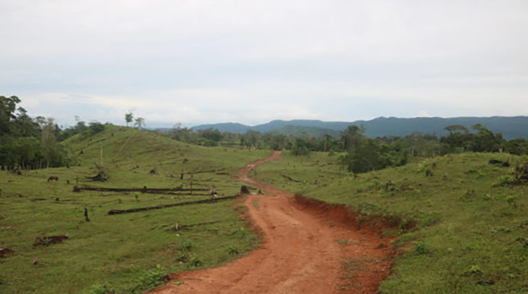 carretera en la Biosfera del Río Plátano