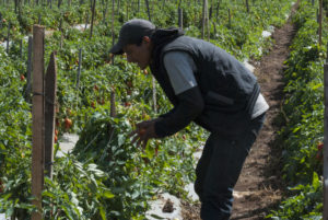 Inseguridad alimentaria del Triángulo Norte