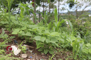 seguridad alimentaria de población en zona del trifinio