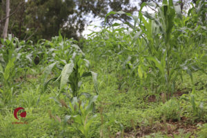 lucha por soberanía alimentaria