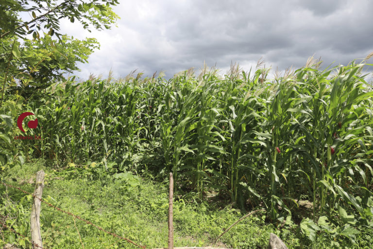 aliviar el creciente costo mundial de los fertilizantes