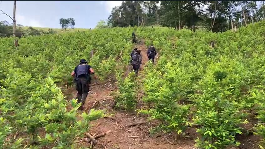 Honduras: destrucción de plantaciones de droga