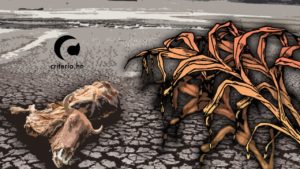 Aumenta el hambre en el corredor seco