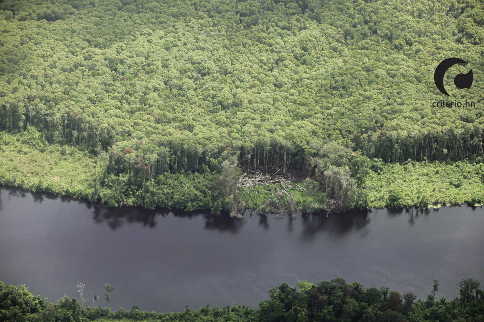 bosque de la moskitia Honduras con gran cantidad de arboles cortados